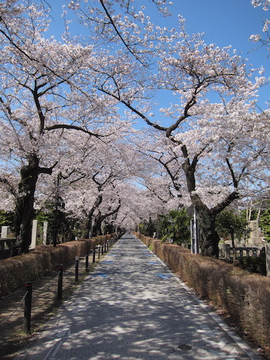 sakura01.jpg