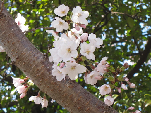 sakura02.jpg