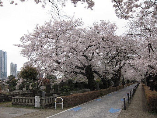 sakura20_01.jpg