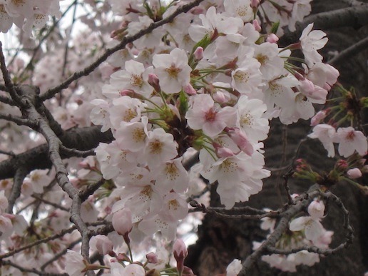sakura20_02.jpg