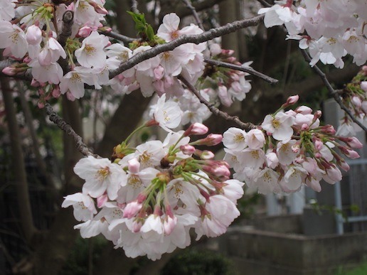 sakura20_03.jpg